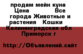продам мейн куна › Цена ­ 15 000 - Все города Животные и растения » Кошки   . Калининградская обл.,Приморск г.